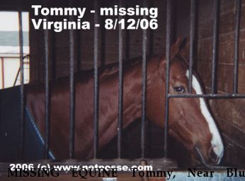 MISSING EQUINE Tommy, Near Blue Ridge, VA, 24092